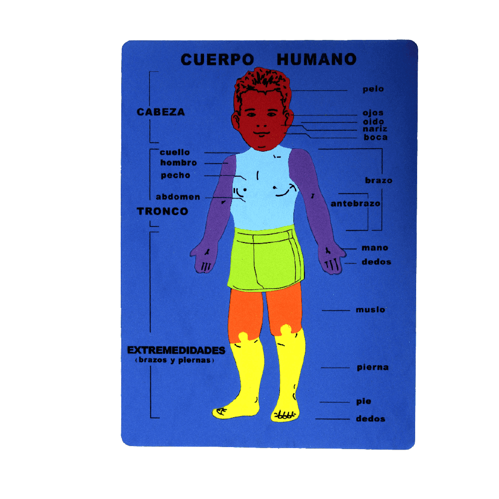 Rompecabezas de foam/cuerpo humano español e ingles