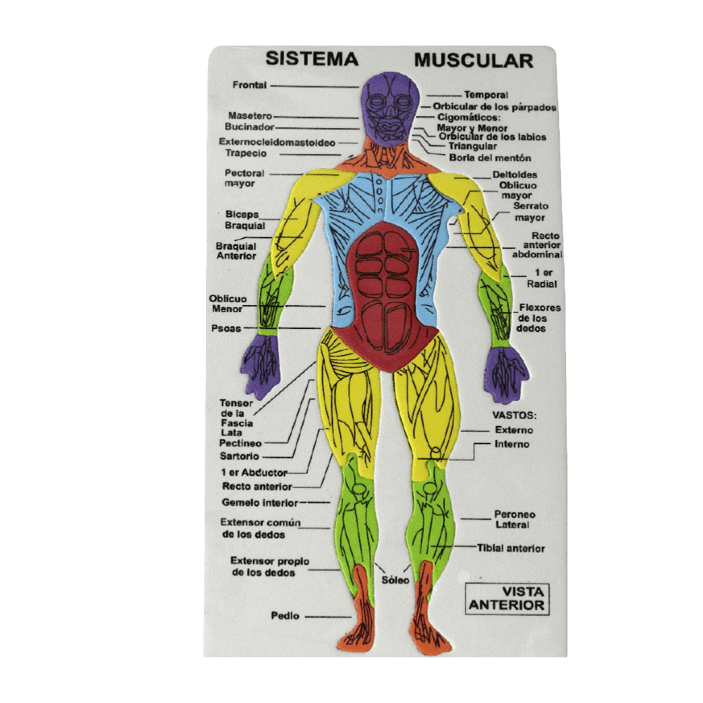 Rompecabezas de foam/musculos del cuerpo